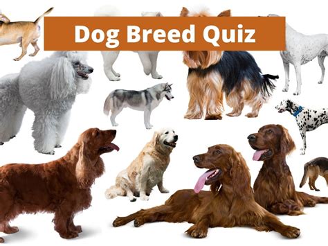 selecting a dog breed quiz.